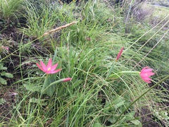 Hesperantha pubinervia