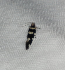 Macrobathra arrectella