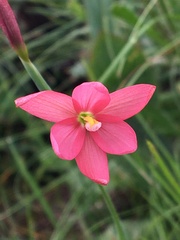 Hesperantha pubinervia