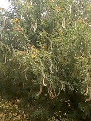 Acacia nilotica image