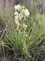 Habenaria epipactidea