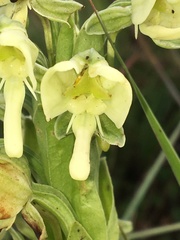 Habenaria epipactidea