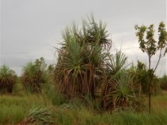 Pandanus spiralis