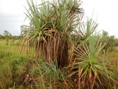 Pandanus spiralis