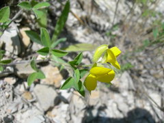 Argyrolobium biebersteinii