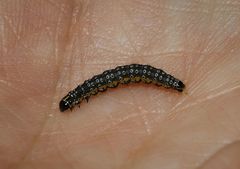 Depressaria daucella