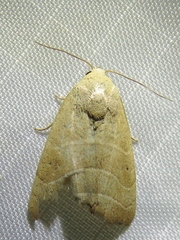 Bagisara repanda
