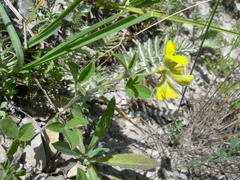 Argyrolobium biebersteinii