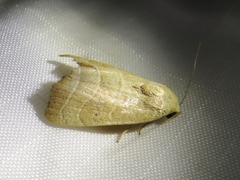 Bagisara repanda