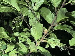 Zhangixalus taipeianus