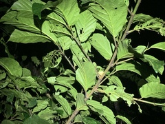 Zhangixalus taipeianus