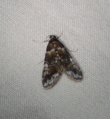 Elophila responsalis
