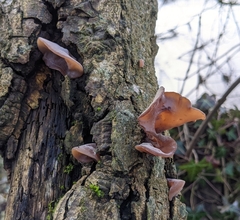 Auricularia auricula-judae