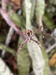 Argiope aemula