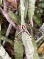 Argiope aemula