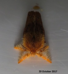 Euproctis punctifera