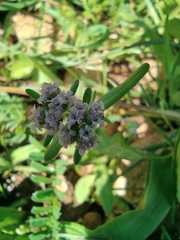 Valerianella vesicaria