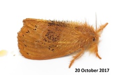 Euproctis punctifera