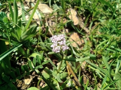 Valerianella vesicaria