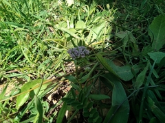 Valerianella vesicaria