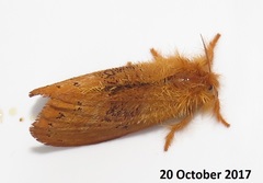 Euproctis punctifera