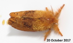 Euproctis punctifera