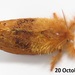 Euproctis punctifera - Photo (c) magdastlucia, μερικά δικαιώματα διατηρούνται (CC BY-NC), uploaded by magdastlucia