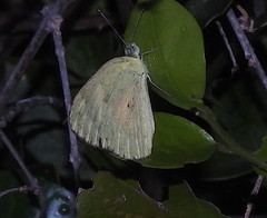 Colotis amata
