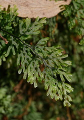 Hymenophyllum australe
