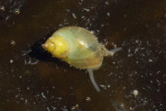 Eulithidium