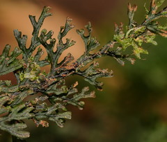 Hymenophyllum australe