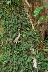 Hymenophyllum australe