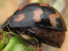 Paropsides soriculata