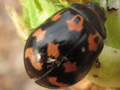 Paropsides soriculata