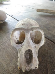 Cercopithecus mitis albogularis