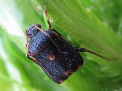 Charagochilus angusticollis