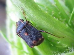 Charagochilus angusticollis