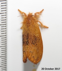 Euproctis punctifera