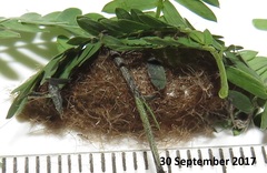 Euproctis punctifera