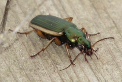 Chlaenius spoliatus
