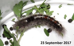 Euproctis punctifera