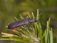 Calopus serraticornis