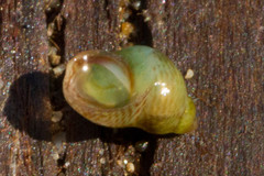 Eulithidium