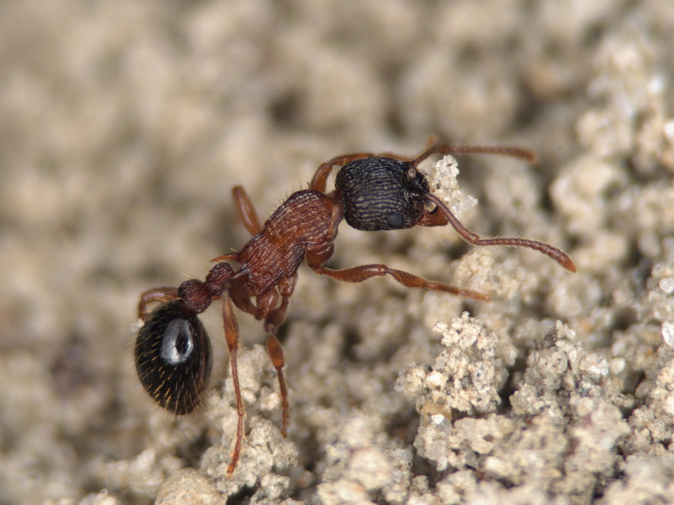 Myrmica sulcinodis
