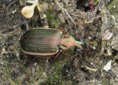 Chlaenius spoliatus