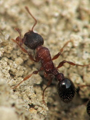 Myrmica sulcinodis