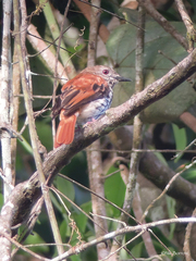 Megabyas flammulatus