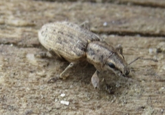 Tanymecus