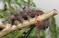 Euproctis punctifera