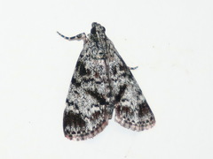 Salma nephelodes